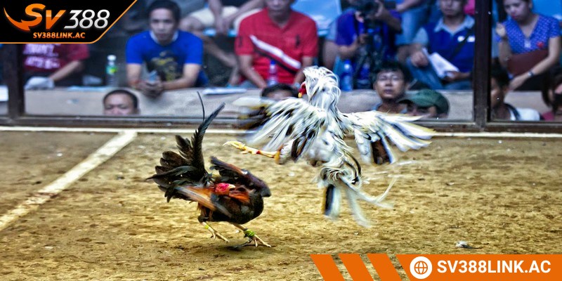 Tham gia cộng đồng, giao lưu hiệu quả hơn