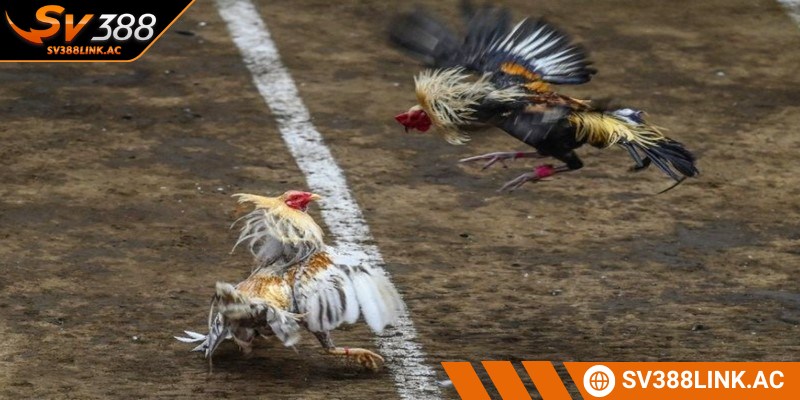 Các thuật ngữ trong đá gà liên quan đến người chơi