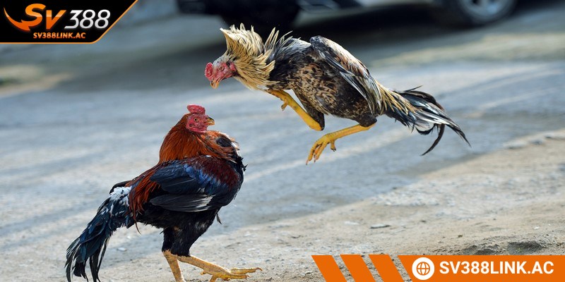 Các thuật ngữ trong đá gà cho quá trình nuôi dưỡng