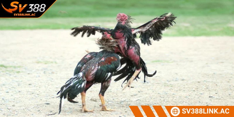 Tăng cơ hội cá cược cho anh em 