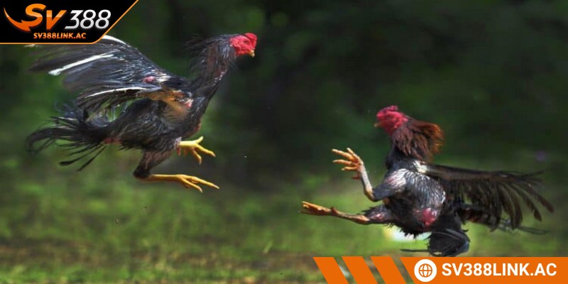 Thuật ngữ cách chấp tiền gà chọi thường xuyên xuất hiện trong các sới gà