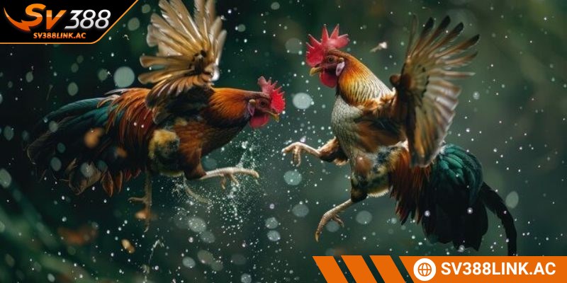 Cách đá gà Thomo là chuỗi các hoạt động giải trí sôi nổi