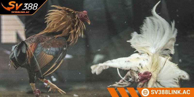 Tham gia chọi kê Thomo vô cùng đơn giản tại nhà cái trực tuyến