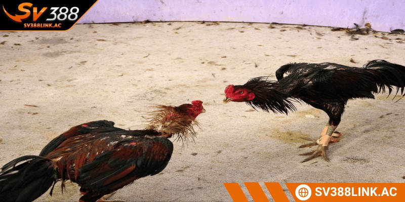 Nuôi cùng gà mái để tăng cường sức chiến rất được chú trọng