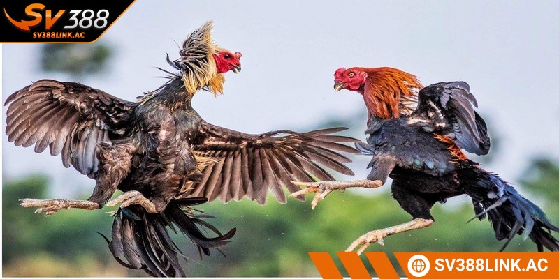 Cách làm gà chọi sung sức có thể vượt qua mọi đối thủ trên sàn chiến