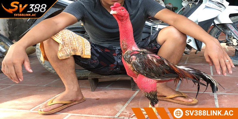 Cách tỉa lông gà chọi một cách hợp lý mang lại nhiều lợi ích