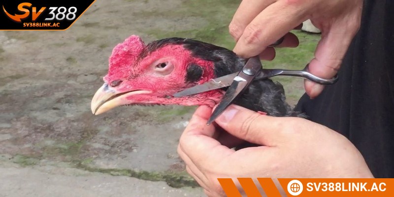 Tăng cường thẩm mỹ bằng cách cắt tỉa lông gà chọi được quan tâm