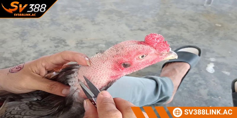 Cách tỉa lông gà chọi vùng nách và hông làm tăng tính thẩm mỹ
