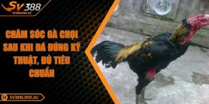 cham-soc-ga-choi-sau-khi-da