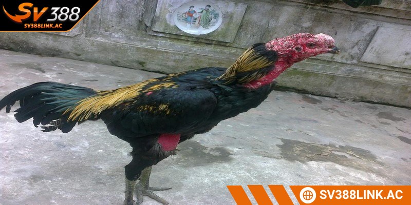 Chăm sóc gà chọi sau khi đá cấp thêm dinh dưỡng hoàn hảo