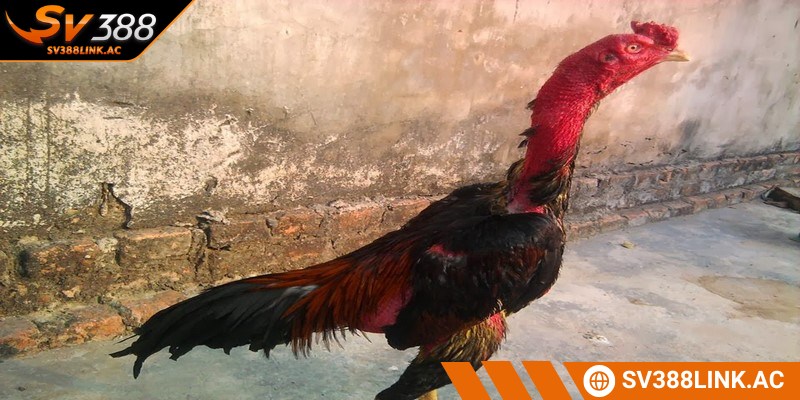 Chăm sóc gà chọi sau khi đá là một nhiệm vụ quan trọng