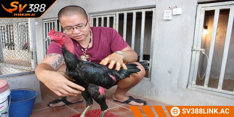 Tuyệt đối không để chúng tiếp xúc với sương khuya vì dễ gây ốm
