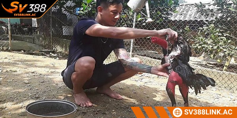 Thức ăn phù hợp trong quá trình chăm chọi kê cần khoa học