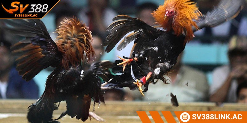 Các sân đấu gà truyền thống tại Campuchia luôn thu hút người chơi