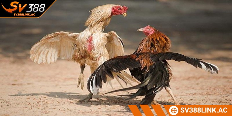 Đánh giá sân đá gà cựa dao và điều kiện thi đấu để đưa ra quyết định
