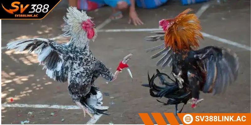 Đá gà cựa dao là hình thức giải trí cá cược hấp dẫn cho anh em