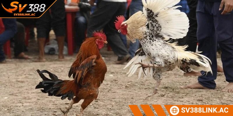 Quy luật cơ bản trong loại hình giải trí này vô cùng dễ hiểu