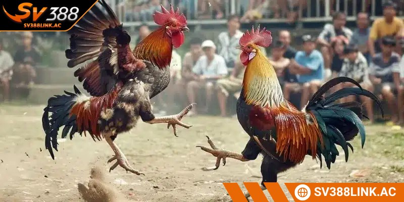 Đá gà cựa sắt là một hình thức thi đấu giữa hấp dẫn và thú vị