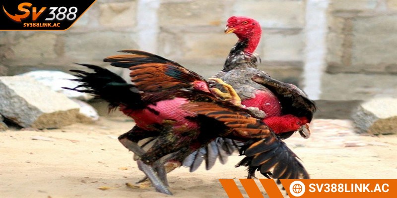 Gà Quân lực là một giống thần kê đặc biệt có sức mạnh rất lớn