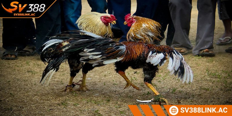 Đá gà đòn là một hoạt động giải trí phổ biến được yêu thích nhất