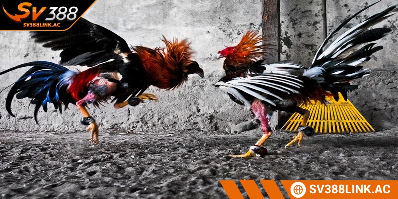 Các hạng trong luật chọi kê miền Bắc vô cùng dễ hiểu cho anh em