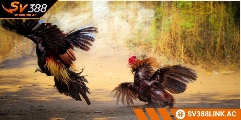Đá gà miền Bắc đang rất phổ biến trên nền tảng SV388