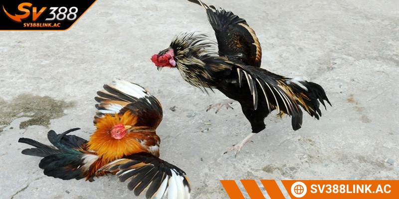 Thành viên nên theo dõi trận đấu ít nhất trong hiệp đầu tiên để đưa ra lựa chọn