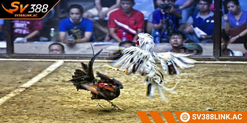 Gà Trà Vinh nổi bật với sự dũng mãnh và thế đá mạnh mẽ trong các trận đấu