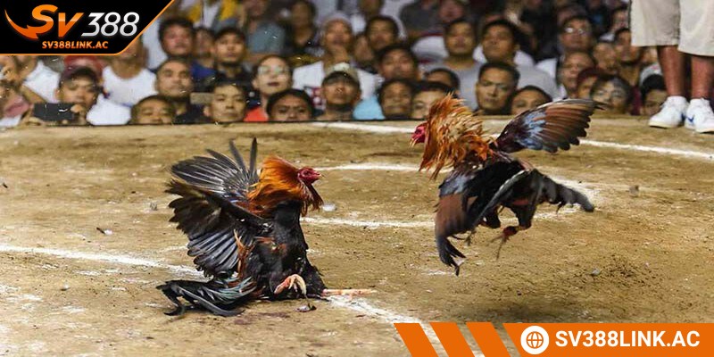 Đá gà miền Tây là hình thức thi đấu nổi bật với tính kịch tính cao