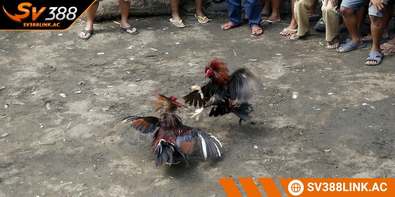 Tham gia chọi kê miền Tây tại SV388 vô cùng kịch tính và hấp dẫn