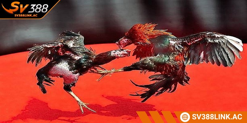 Đá gà cựa dao Mộc Bài thu hút nhờ sự kịch tính và hấp dẫn