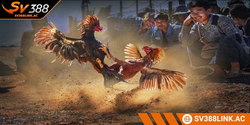 Đá gà Mộc Bài là cụm từ chỉ các trận thi đấu giữa những chiến kê đỉnh cao