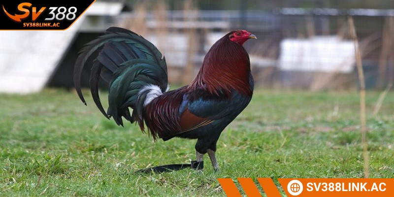 Giống kê tre phổ biến được đánh giá cao nhờ khả năng vượt trội