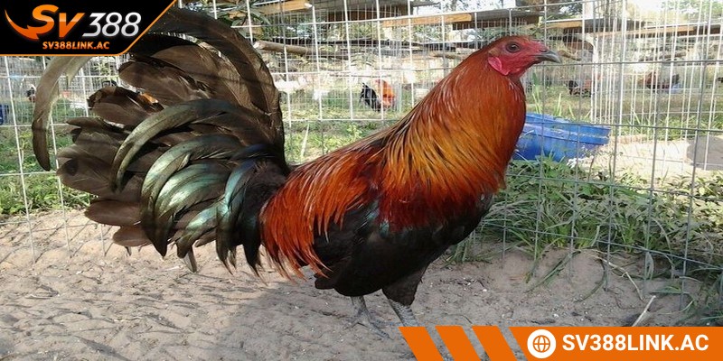 Đá gà Mỹ là một loại hình giải trí có nguồn gốc từ Hoa Kỳ