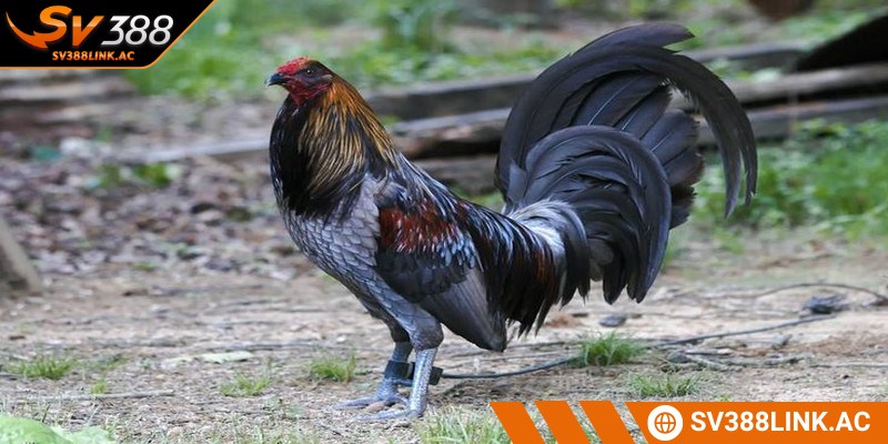 Thần kê nhanh nhẹn, khỏe mạnh dễ dàng giành chiến thắng hơn