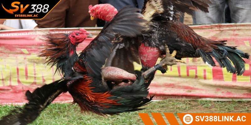 Thần kê đến từ Hồ Chí Minh được đánh giá có sức mạnh lớn