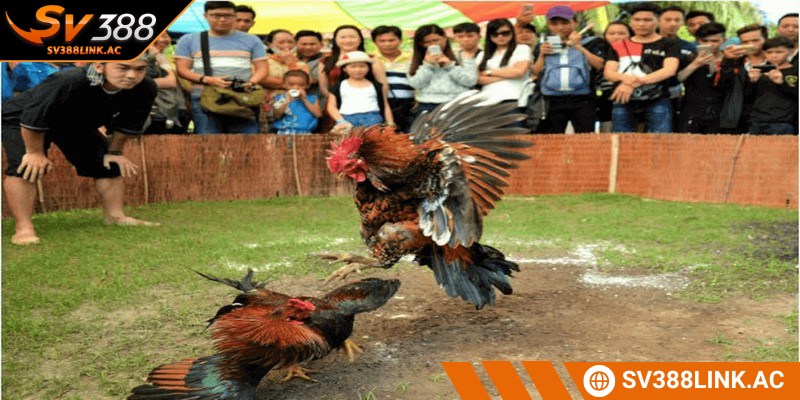 Sức mạnh là yếu tố quyết định trong các trận đá gà hiện nay