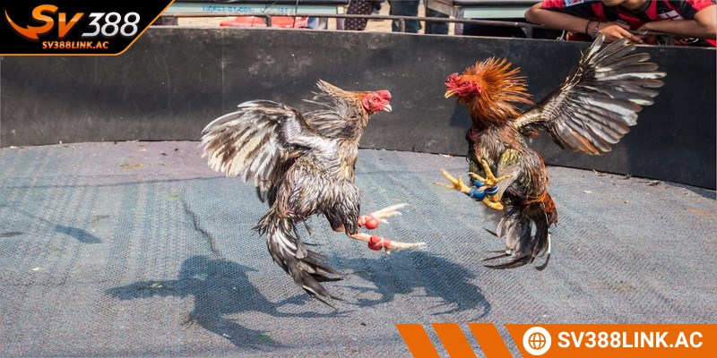 Thành viên cần quan tâm đến các cửa chọi kê tại nhà cái