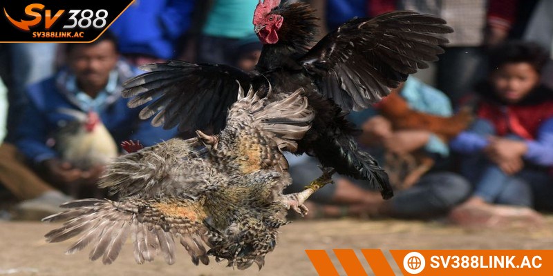 Cơ hội kiếm tiền cực khủng khi bạn tham gia chọi kê Philippines