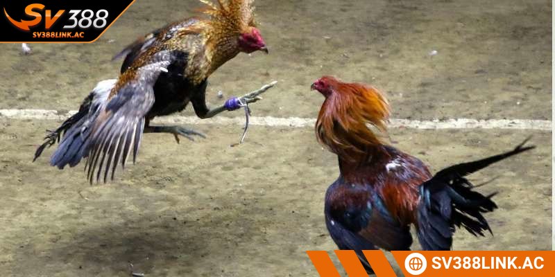 Đá gà Philippines là một hoạt động giải trí và cá cược thú vị