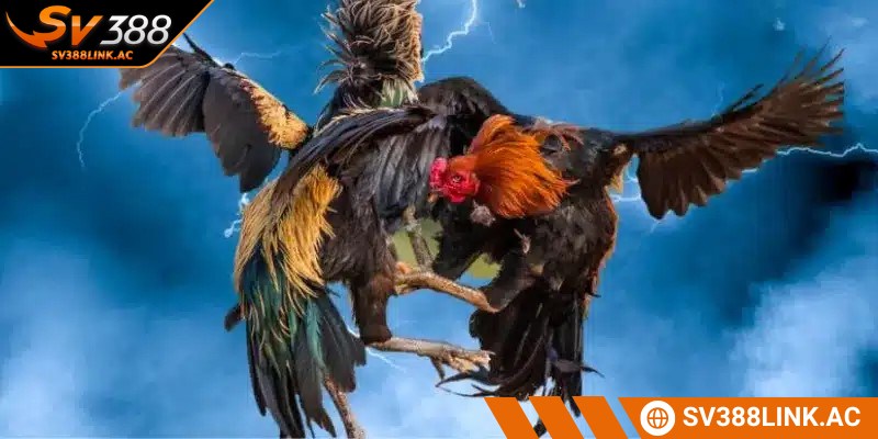 Gà nòi là một trong những giống kê phổ biến nhất hiện nay