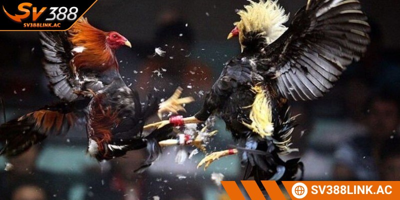 Dành thời gian tìm hiểu về các giống gà tham gia thi đấu