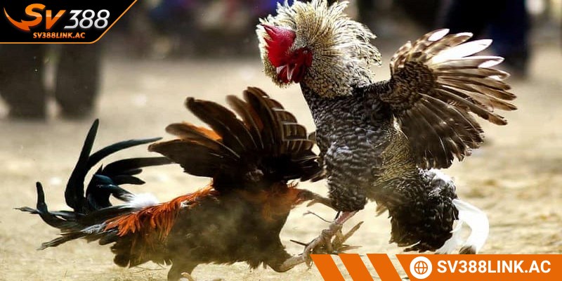 Sảnh đá gà tại SV388 chiếm trọn niềm tin của cộng đồng bet thủ