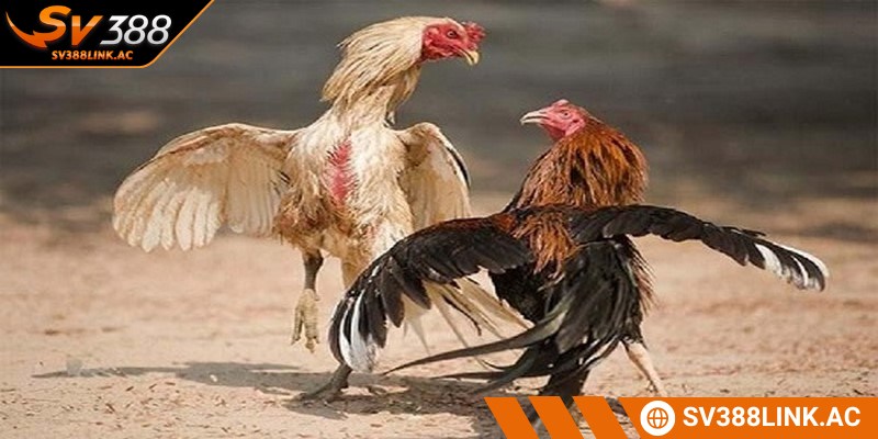 Đá gà trực tuyến tại SV388 mang đến nhiều hình thức đa dạng, độc đáo