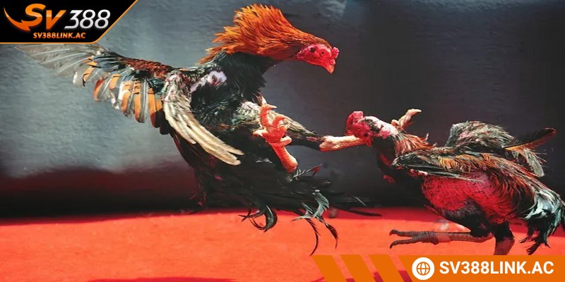 Tập trung vào gà tấn công để chinh phục chiến thắng nhanh chóng