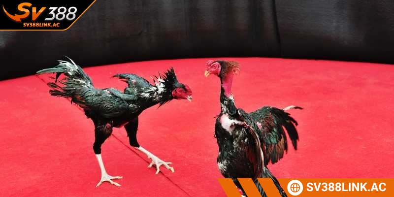 Quy tắc đá gà Thomo là bộ luật được áp dụng chuyên nghiệp