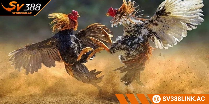 Đánh giá kỹ chiến kê của mình và đối thủ để đưa ra lựa chọn chuẩn nhất