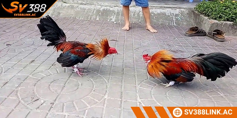 Đá gà tre Thomo là một hình thức thi đấu diễn ra chủ yếu tại trường Thomo