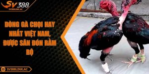 dong-ga-choi-hay-nhat-viet-nam