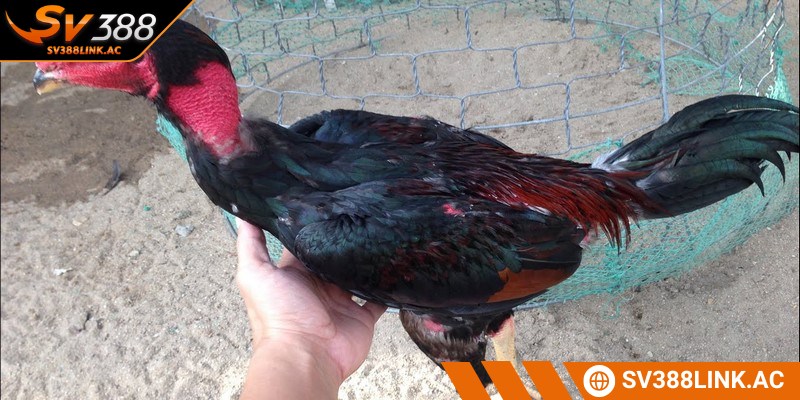 Dòng gà chọi hay nhất Việt Nam Cần Thơ được đánh giá cao